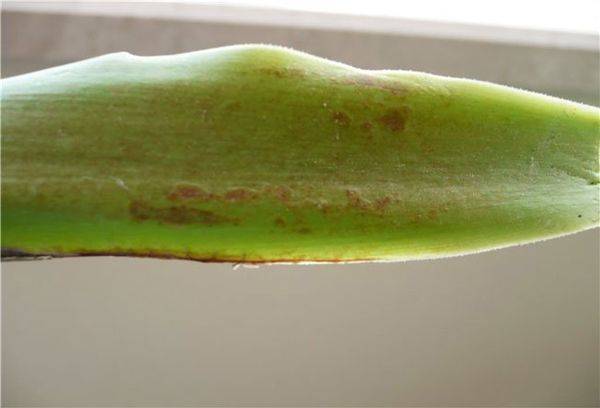 Diseases and pests of the Yucca plant