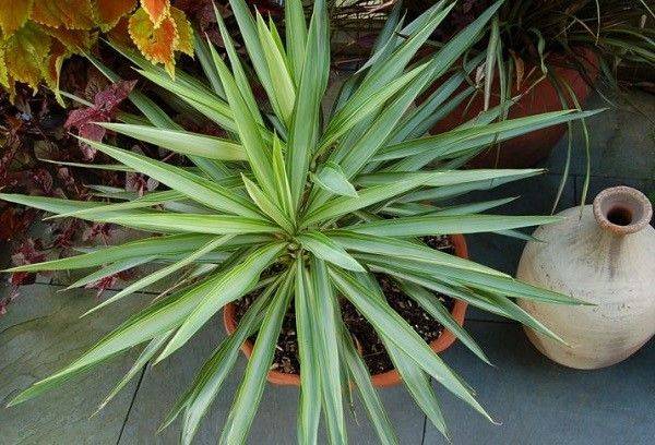 Yucca in a flower pot