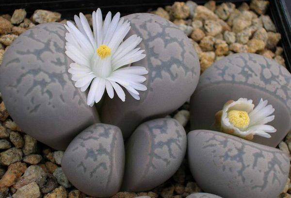 Lithops marble