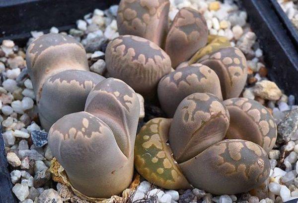 Living stones plant