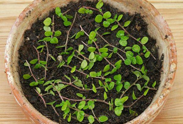 Voortplanting van solyoli door zaden