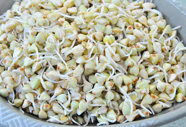 Sprouted Green Buckwheat