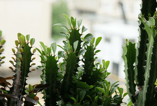 Overgrown Euphorbia