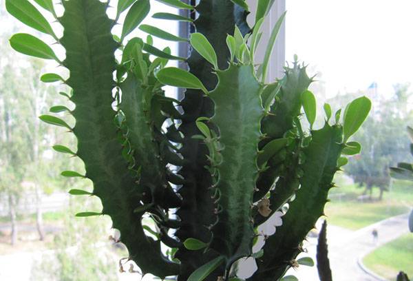 Euphorbia sa windowsill