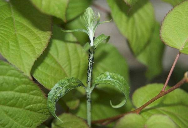 Plant aphid