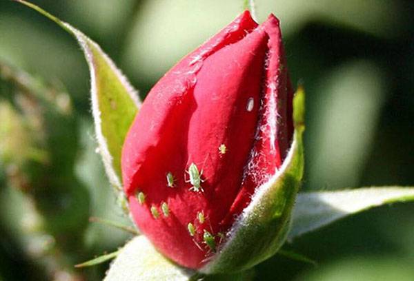 Aphid sa isang rosebud