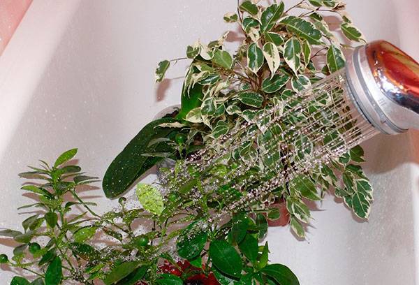 Shower for indoor plants