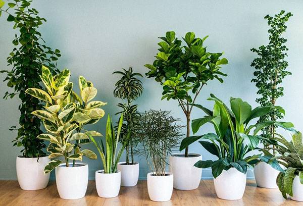 Plante sănătoase de interior