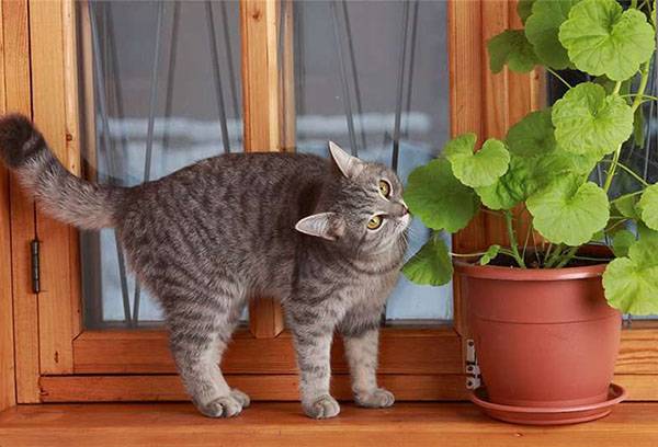 Katt og pelargonium