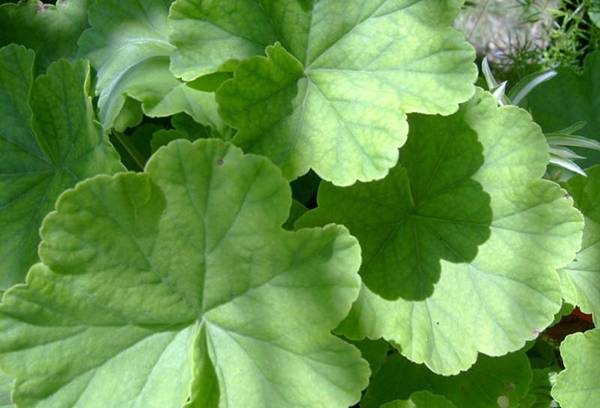 Pelargoniumblader