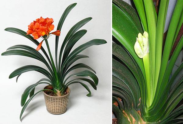 Budding and flowering of clivia