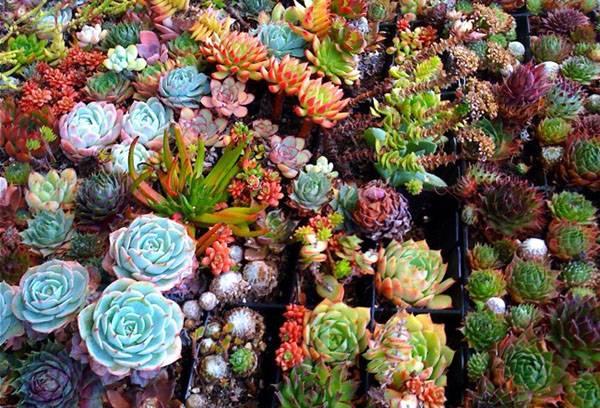 Succulents of different types
