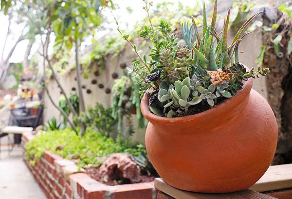 Succulent pot in the yard