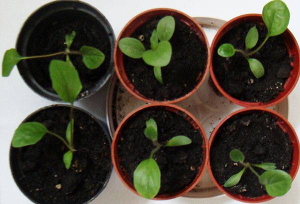 Growing indoor gerberas