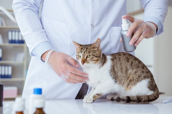 Pire spreyi ile bir kedinin tedavisi