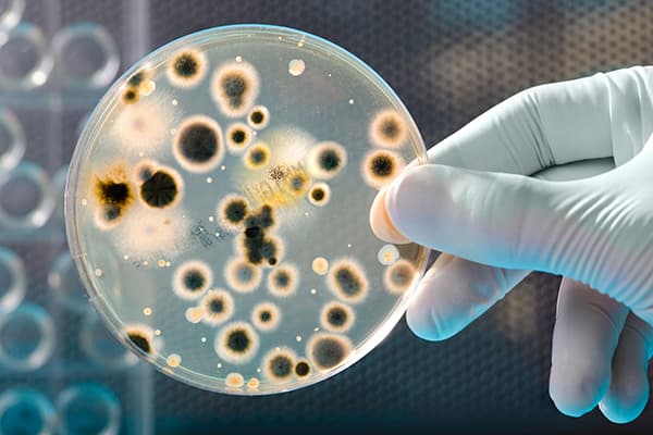 Funghi in una capsula di Petri
