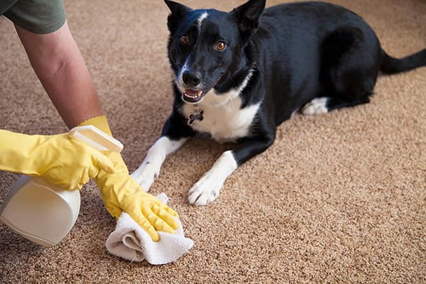 Nettoyage d'urine de tapis de chien