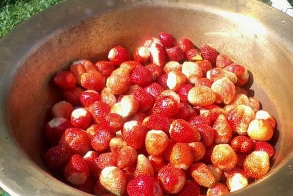 Strawberries in an aluminum bowl