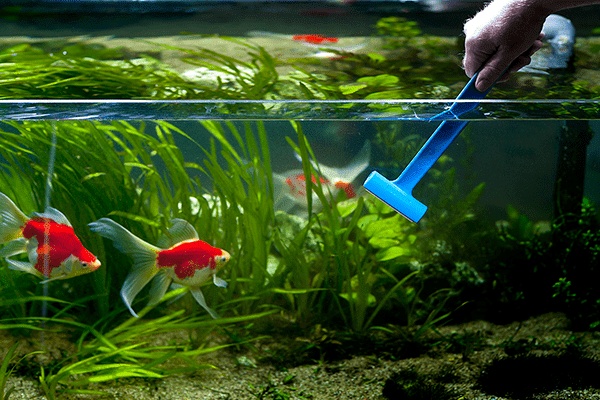 Cleaning the walls of the aquarium with a scraper