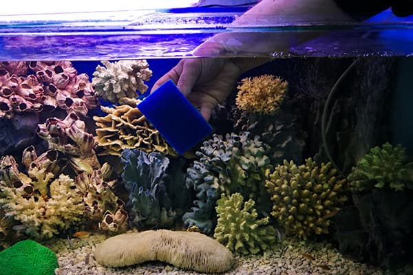 Nettoyage des murs de l'aquarium