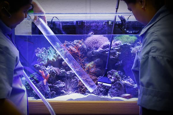 Professional aquarium cleaning