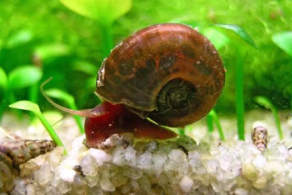 Snail in aquarium