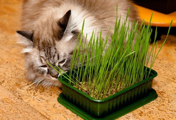 Котешка трева