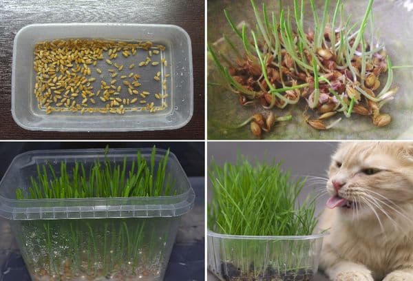 Rosnąca trawa dla kotów