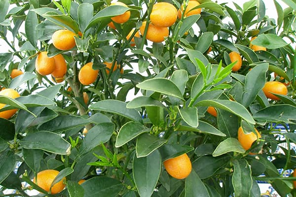 Fructe Kumquat pe un copac