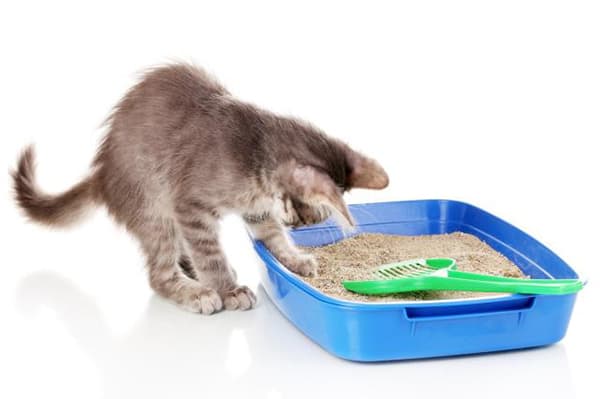 A cica megvizsgál egy tálcát töltőanyaggal