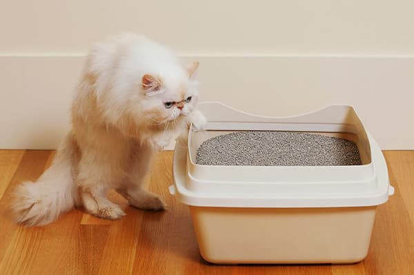 Cat near the tray