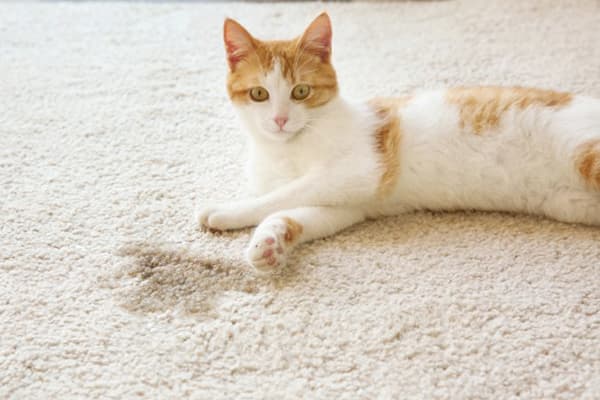 Cat escribió en la alfombra