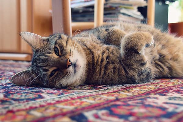 Le chat est allongé sur le tapis