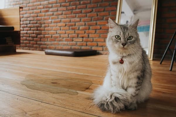 Kočičí moč na skle na dřevěné podlaze