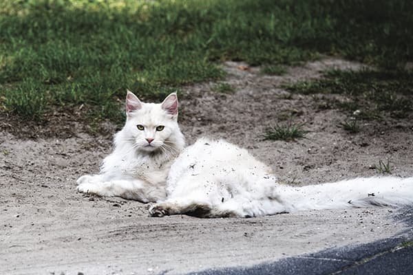 White cat in the mud