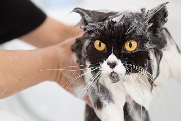 Cat bathing