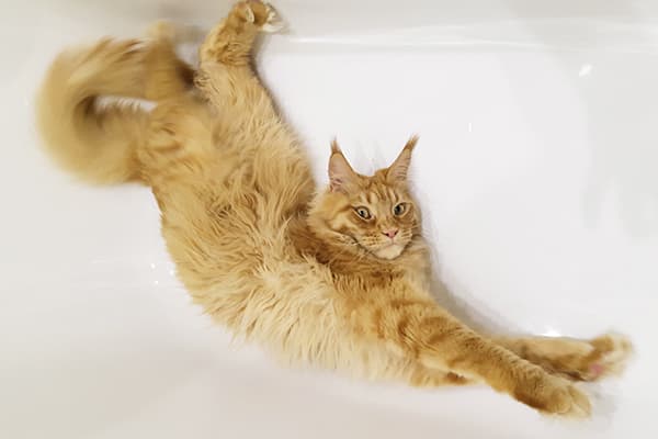 Red cat in the bath