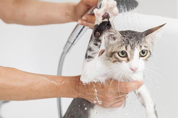 Lavaggio del gatto