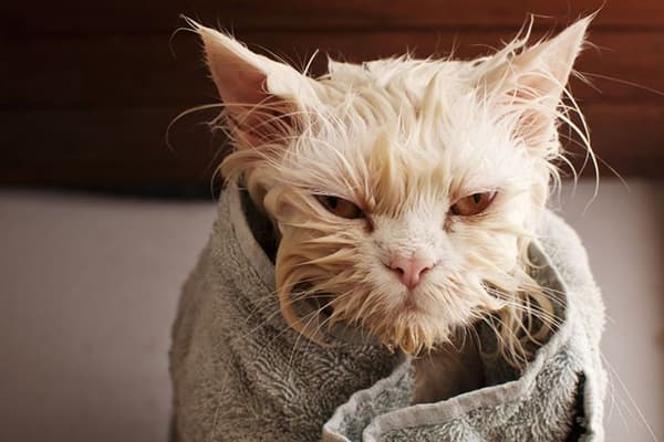 Mèo sau khi rửa