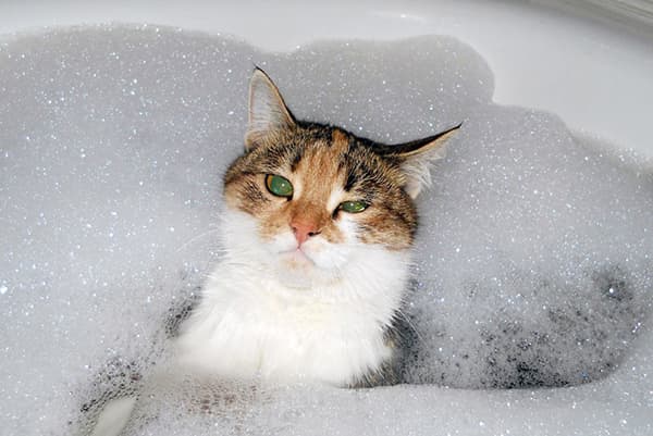 Cat in the foam