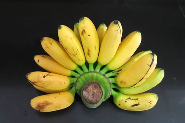 Cavendish anão bananas