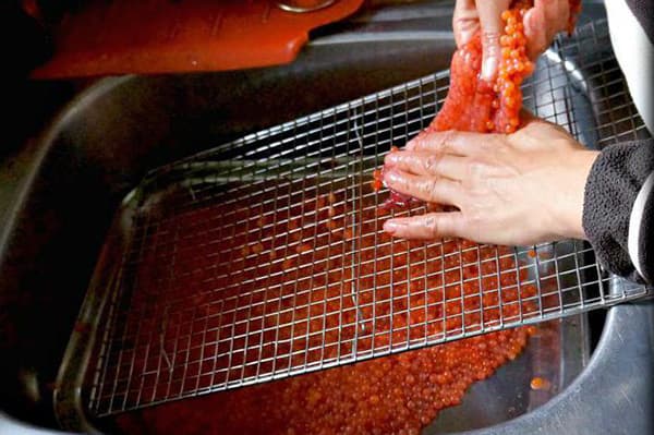 Separation of red fish caviar from the film using a sieve