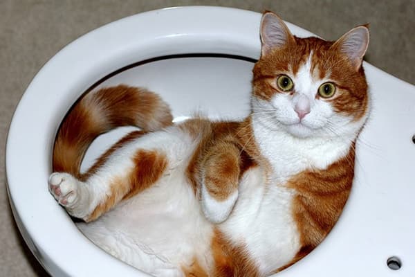 Pisică în toaletă
