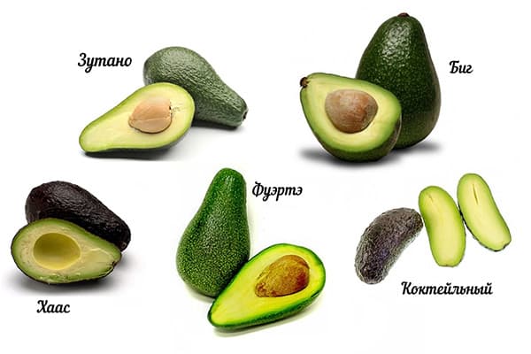 Diverse varietà di avocado