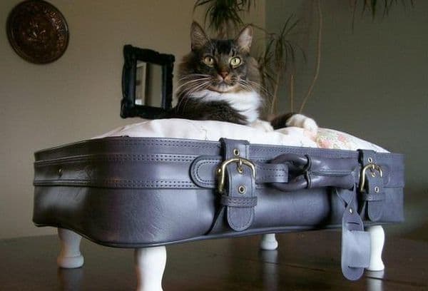 Cat sa isang maleta