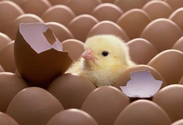 Incubadoras de ovos de galinha