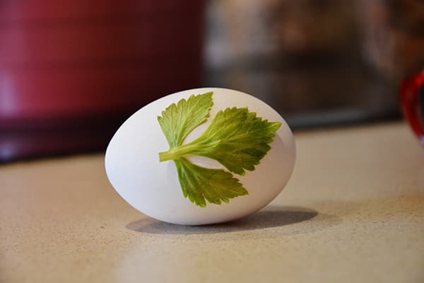 Egg with leaf