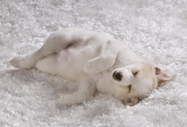 Con chó trên tấm thảm