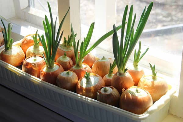 Sprouting onions on the windowsill