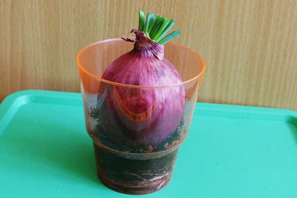 Uzgoj lukovica u čaši